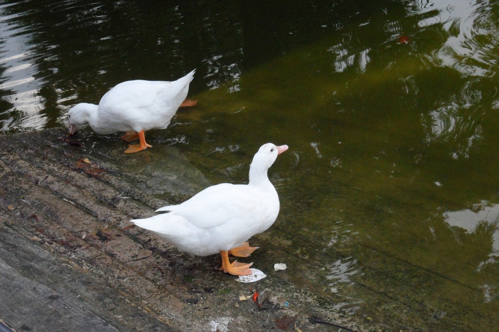 camisa flores fluor6